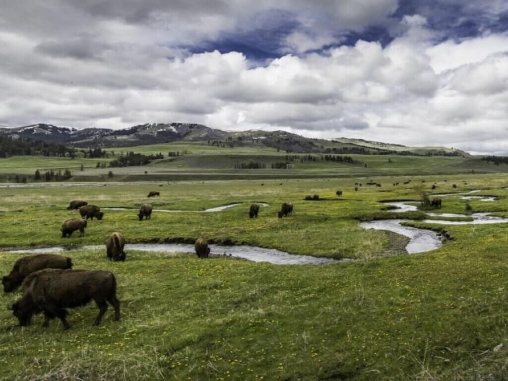 Yellowstone-Lamar-Valley-bisonti 1