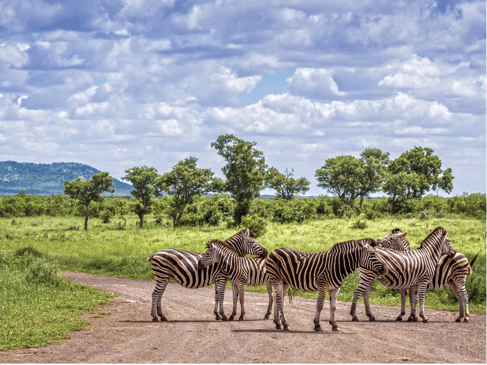 Parco_Nazionale_Kruger[1]