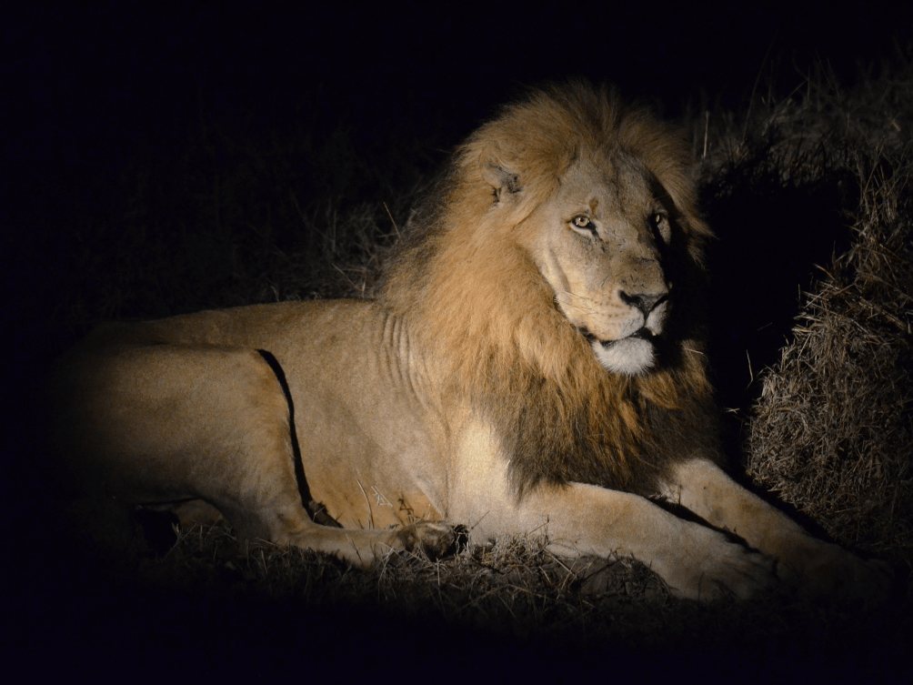 SAFARI_NOTTURNO[1]