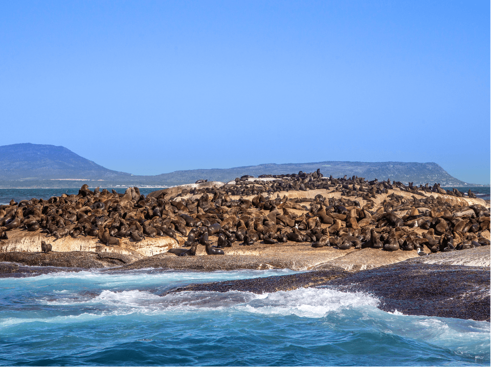 duiker_island[1]