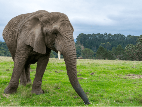 knysna_elephant_park[1]