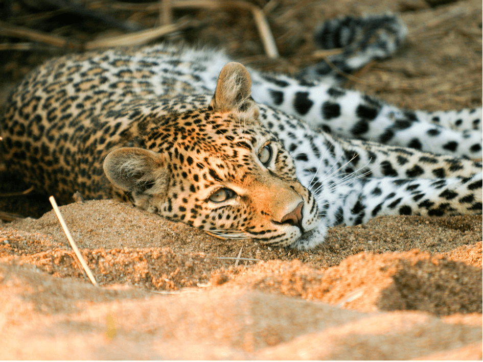 safari[1]