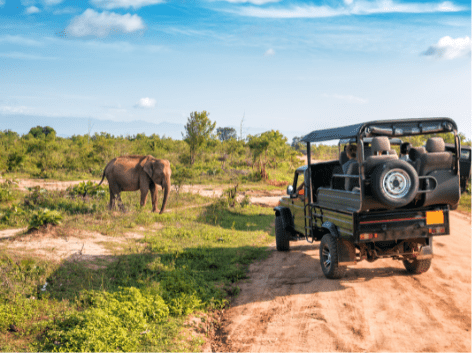 safari_addo[1]