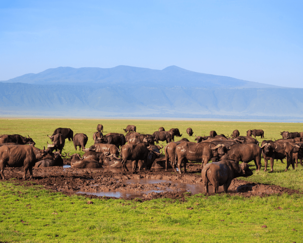 Ngorongoro[1]