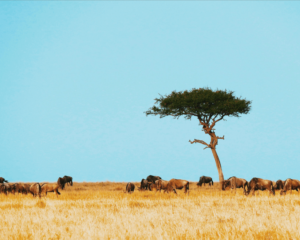 Tanzania_Safari[1]