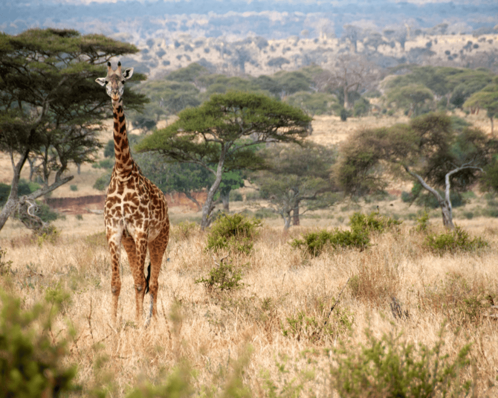 Tarangire[1]