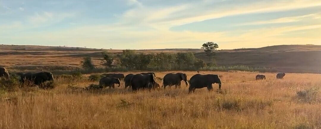 Alla scoperta del Kwazulu-Natal: safari, zipline e snorkeling con gli squali