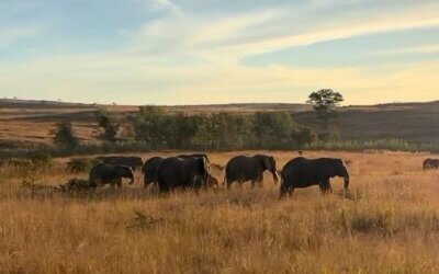 Alla scoperta del Kwazulu-Natal: safari, zipline e snorkeling con gli squali