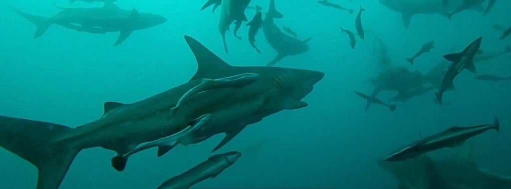 Shark snorkeling costa di Durban nel KwaZulu-Natal